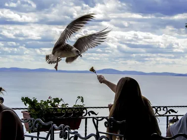 Lunch Buffet
